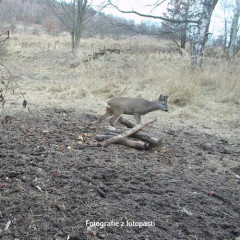 OXE Tarantula WiFi 4K (8)